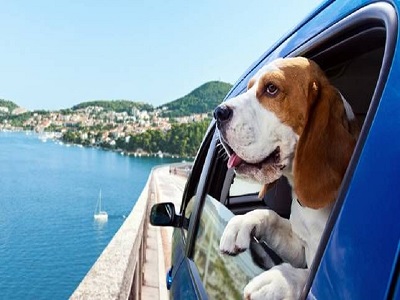 Traveling with pets in Vietnam